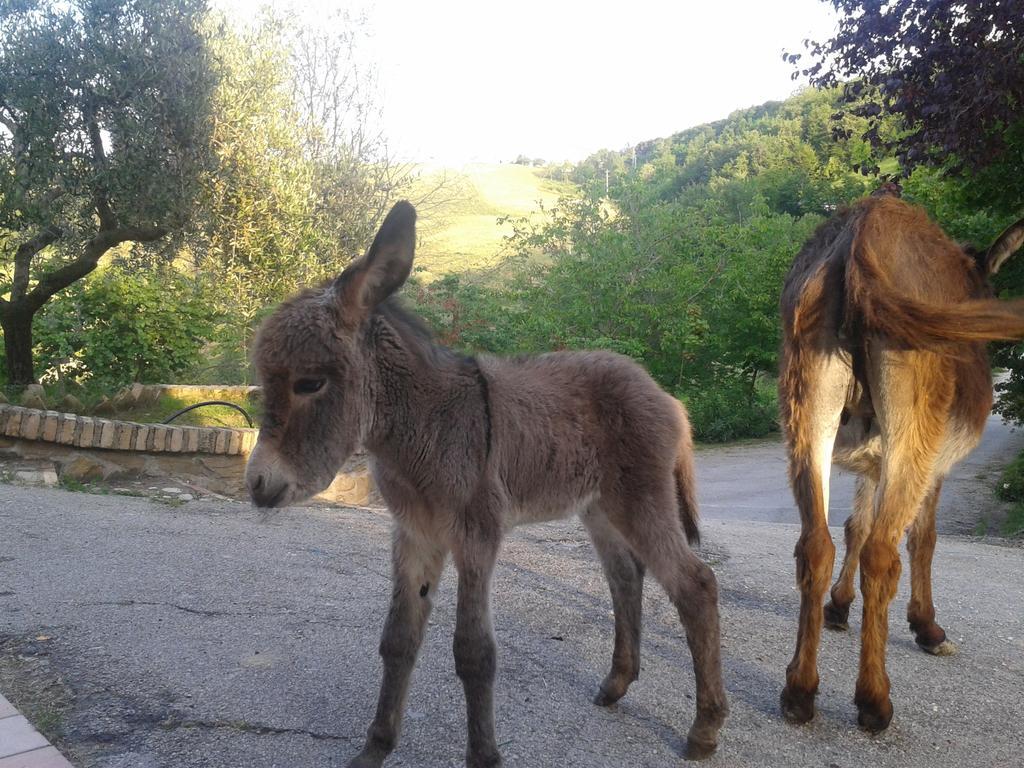 Agriturismo La Vecchia Fontana Affittacamere Penne Esterno foto